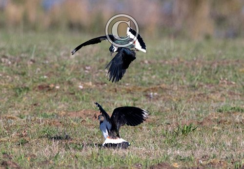 Lapwings Fighting DM1688